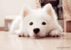 狗狗得了异物肠炎(狗狗异物性肠炎怎么治疗)-警犬训练器材厂家 _警犬训练用品_工作犬训练用品-南京开久警犬装备