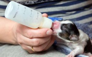 奶糕过渡狗粮_ *** 奶糕狗粮-警犬训练器材厂家 _警犬训练用品_工作犬训练用品-南京开久警犬装备