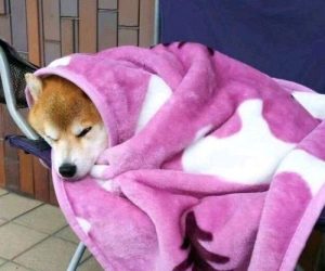 狗狗患上空调病怎么(狗狗得了空调病怎么治疗)-警犬训练器材厂家 _警犬训练用品_工作犬训练用品-南京开久警犬装备