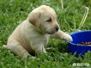 狗狗有伤口止不了血-警犬训练器材厂家 _警犬训练用品_工作犬训练用品-南京开久警犬装备