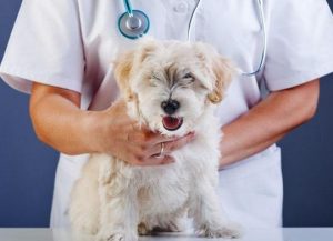 狗狗如何测体温多长时间(猫测体温多长时间)-警犬训练器材厂家 _警犬训练用品_工作犬训练用品-南京开久警犬装备