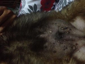 狗狗身上有黑色硬疙瘩(狗狗身上长黑色的斑块)-警犬训练器材厂家 _警犬训练用品_工作犬训练用品-南京开久警犬装备