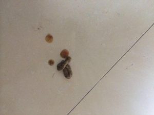 狗狗拉白长条虫(狗狗拉白色长条虫 *** )-警犬训练器材厂家 _警犬训练用品_工作犬训练用品-南京开久警犬装备