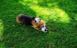 狗狗多大能养在室外(狗狗在室外养夏天怎么办)-警犬训练器材厂家 _警犬训练用品_工作犬训练用品-南京开久警犬装备