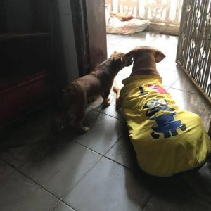 狗狗挨打没反应(狗狗吃了驱虫药没反应)-警犬训练器材厂家 _警犬训练用品_工作犬训练用品-南京开久警犬装备