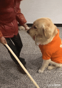 买多大的狗狗合适(狗狗项圈怎么知道多大的合适)-警犬训练器材厂家 _警犬训练用品_工作犬训练用品-南京开久警犬装备