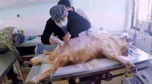 狗狗什么情况下会难产(狗狗哀嚎表示什么情况)-警犬训练器材厂家 _警犬训练用品_工作犬训练用品-南京开久警犬装备