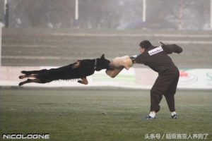 东德配西德的小狗(东德配西德后代)-警犬训练器材厂家 _警犬训练用品_工作犬训练用品-南京开久警犬装备