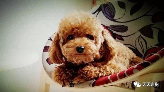 羊奶粉泡狗粮拉肚子(羊奶粉泡狗粮狗狗不吃) - 警犬训练器材厂家 _警犬训练用品_工作犬训练用品-南京开久警犬装备-警犬训练器材厂家 _警犬训练用品_工作犬训练用品-南京开久警犬装备