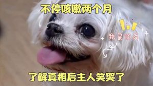 狗狗卡的咳嗽怎么回事(狗狗喝水就咳嗽怎么回事)-警犬训练器材厂家 _警犬训练用品_工作犬训练用品-南京开久警犬装备