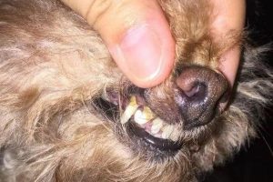 狗狗嘴臭味怎么办(狗狗鼻子有臭味怎么办)-警犬训练器材厂家 _警犬训练用品_工作犬训练用品-南京开久警犬装备