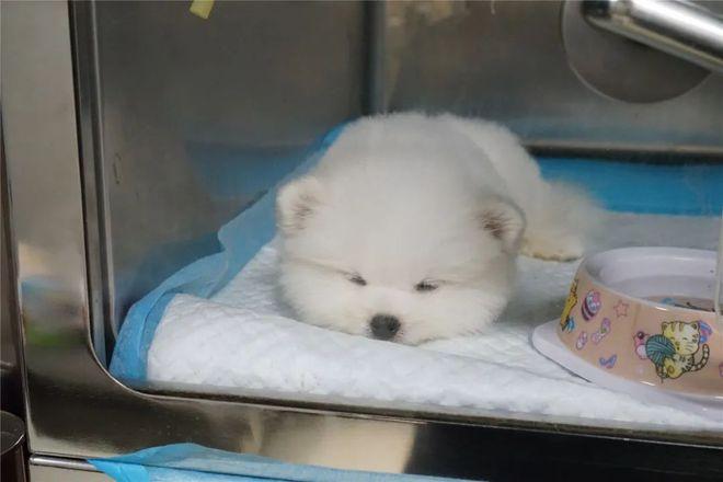 萧山狗狗夜间急诊(萧山医院夜间急诊 *** ) - 警犬训练器材厂家 _警犬训练用品_工作犬训练用品-南京开久警犬装备-警犬训练器材厂家 _警犬训练用品_工作犬训练用品-南京开久警犬装备