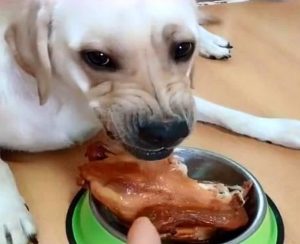 小狗吃东西食道划破了怎么办(吃东西划破食道如何处理)-警犬训练器材厂家 _警犬训练用品_工作犬训练用品-南京开久警犬装备