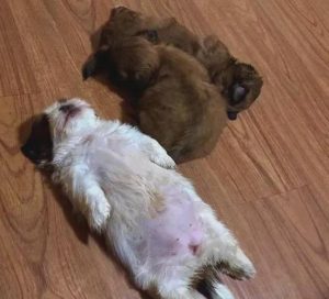 小狗趴地上睡觉好不好(小狗趴地上睡觉的 *** )-警犬训练器材厂家 _警犬训练用品_工作犬训练用品-南京开久警犬装备