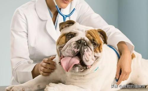 狗狗便秘严重如何治疗(如何解决狗狗便秘) - 警犬训练器材厂家 _警犬训练用品_工作犬训练用品-南京开久警犬装备-警犬训练器材厂家 _警犬训练用品_工作犬训练用品-南京开久警犬装备