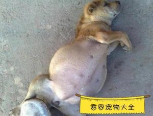 小狗肚子硬的 精神不好怎么办？出生7天的小狗肚子硬 没精神-警犬训练器材厂家 _警犬训练用品_工作犬训练用品-南京开久警犬装备