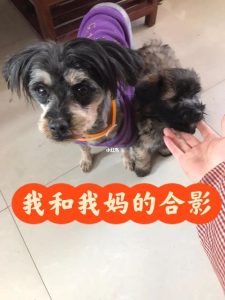 领养狗狗天津(天津狗狗领养免费平台)-警犬训练器材厂家 _警犬训练用品_工作犬训练用品-南京开久警犬装备