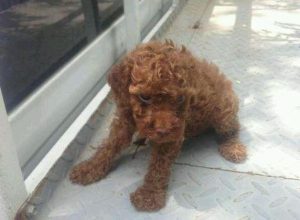 小狗多长时间毛长成熟，小狗剃完毛多长时间能够长出来-警犬训练器材厂家 _警犬训练用品_工作犬训练用品-南京开久警犬装备