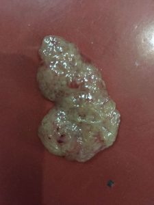 狗狗今天拉屎里有点血(狗狗拉屎有点软)-警犬训练器材厂家 _警犬训练用品_工作犬训练用品-南京开久警犬装备