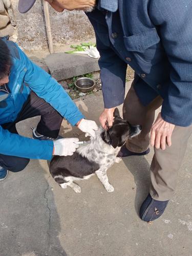 狗狗打针可以推迟几天(狗狗打针推迟几天可以吗?) - 警犬训练器材厂家 _警犬训练用品_工作犬训练用品-南京开久警犬装备-警犬训练器材厂家 _警犬训练用品_工作犬训练用品-南京开久警犬装备