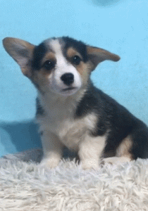 亚宠展狗狗(亚宠展狗狗时装周怎么参加)-警犬训练器材厂家 _警犬训练用品_工作犬训练用品-南京开久警犬装备