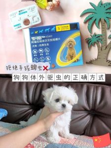 小狗多少天体外驱虫(小狗多大可以体外驱虫)-警犬训练器材厂家 _警犬训练用品_工作犬训练用品-南京开久警犬装备