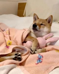 狗狗中午喜欢睡觉好吗(狗狗中午睡觉睡多久?)-警犬训练器材厂家 _警犬训练用品_工作犬训练用品-南京开久警犬装备