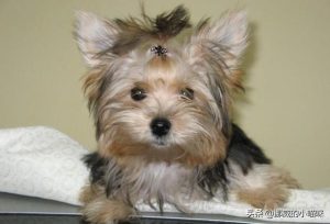 狗狗吃感冒药要吃几天(狗狗流鼻涕可以吃人吃的感冒药吗)-警犬训练器材厂家 _警犬训练用品_工作犬训练用品-南京开久警犬装备