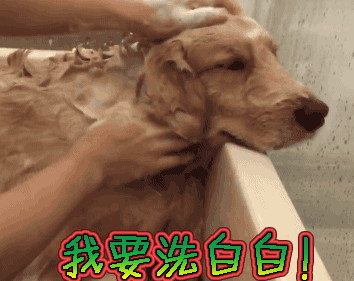 小狗多长时间洗澡好(刚出生的小狗多长时间能洗澡) - 警犬训练器材厂家 _警犬训练用品_工作犬训练用品-南京开久警犬装备-警犬训练器材厂家 _警犬训练用品_工作犬训练用品-南京开久警犬装备