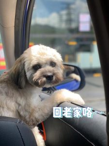 小狗出门要回家(小狗出门不拉屎,回家就拉)-警犬训练器材厂家 _警犬训练用品_工作犬训练用品-南京开久警犬装备