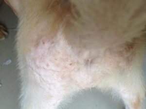 狗狗皮肤白色脓点(狗狗皮肤上有白色皮屑怎么治疗)-警犬训练器材厂家 _警犬训练用品_工作犬训练用品-南京开久警犬装备