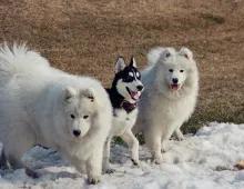 狗狗要经常拔耳毛吗(狗狗经常飞机耳)-警犬训练器材厂家 _警犬训练用品_工作犬训练用品-南京开久警犬装备