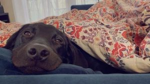 狗狗身上长黄点 会结痂(狗狗身上有黄点是什么原因)-警犬训练器材厂家 _警犬训练用品_工作犬训练用品-南京开久警犬装备