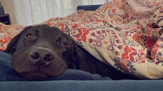 狗狗身上长黄点 会结痂(狗狗身上有黄点是什么原因) - 警犬训练器材厂家 _警犬训练用品_工作犬训练用品-南京开久警犬装备-警犬训练器材厂家 _警犬训练用品_工作犬训练用品-南京开久警犬装备