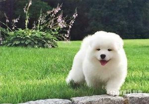 萨摩耶狗粮应该怎么泡(四个月的萨摩耶狗粮还需要泡么)-警犬训练器材厂家 _警犬训练用品_工作犬训练用品-南京开久警犬装备