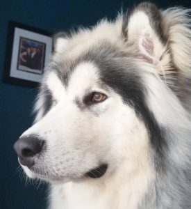 狗狗最常见的有哪些虫？狗狗常见的病有哪些表现-警犬训练器材厂家 _警犬训练用品_工作犬训练用品-南京开久警犬装备