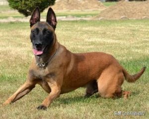 狗狗支气管炎会怎样治疗(狗狗支气管炎怎么治疗)-警犬训练器材厂家 _警犬训练用品_工作犬训练用品-南京开久警犬装备