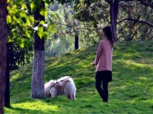 训练狗狗乖点不叫(怎么训练狗狗变乖)-警犬训练器材厂家 _警犬训练用品_工作犬训练用品-南京开久警犬装备