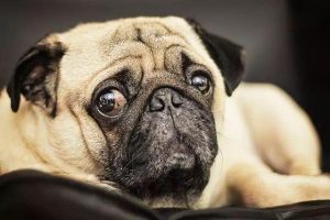 小狗喘气特别快(小狗生产后喘气特别快)-警犬训练器材厂家 _警犬训练用品_工作犬训练用品-南京开久警犬装备