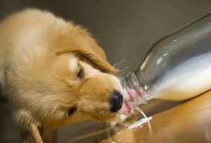 狗狗吃鱼大便拉血怎么办(狗狗拉不下大便吃点什么)-警犬训练器材厂家 _警犬训练用品_工作犬训练用品-南京开久警犬装备