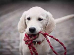 狗狗打过狂犬疫苗后多久可以洗澡(狗狗狂犬疫苗间隔多久打一次)-警犬训练器材厂家 _警犬训练用品_工作犬训练用品-南京开久警犬装备