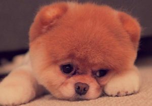 狗狗晚上哼哼(狗狗晚上哼哼唧唧一过去就没有了)-警犬训练器材厂家 _警犬训练用品_工作犬训练用品-南京开久警犬装备