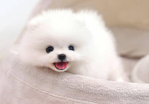 狗狗满月打疫苗(满月的狗狗打什么疫苗) - 警犬训练器材厂家 _警犬训练用品_工作犬训练用品-南京开久警犬装备-警犬训练器材厂家 _警犬训练用品_工作犬训练用品-南京开久警犬装备