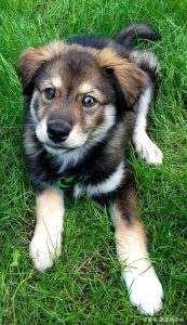 怎样让一只小狗接纳另一只小狗-警犬训练器材厂家 _警犬训练用品_工作犬训练用品-南京开久警犬装备