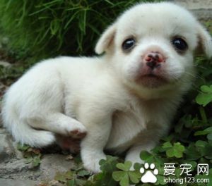 满月的小狗吃多少狗粮(满月小狗吃狗粮吐了)-警犬训练器材厂家 _警犬训练用品_工作犬训练用品-南京开久警犬装备