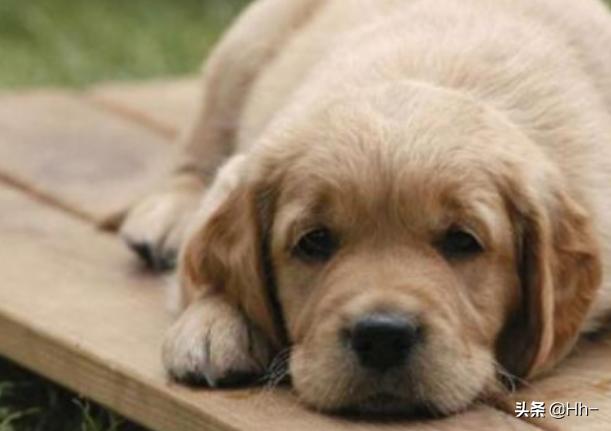 感觉小狗发烧了怎么办啊(三个月小狗发烧怎么办) - 警犬训练器材厂家 _警犬训练用品_工作犬训练用品-南京开久警犬装备-警犬训练器材厂家 _警犬训练用品_工作犬训练用品-南京开久警犬装备