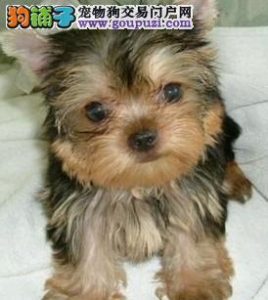 狗狗铺子网(狗狗能吃猪肉铺子吗)-警犬训练器材厂家 _警犬训练用品_工作犬训练用品-南京开久警犬装备