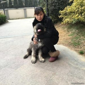 合肥有收购小狗的吗-警犬训练器材厂家 _警犬训练用品_工作犬训练用品-南京开久警犬装备