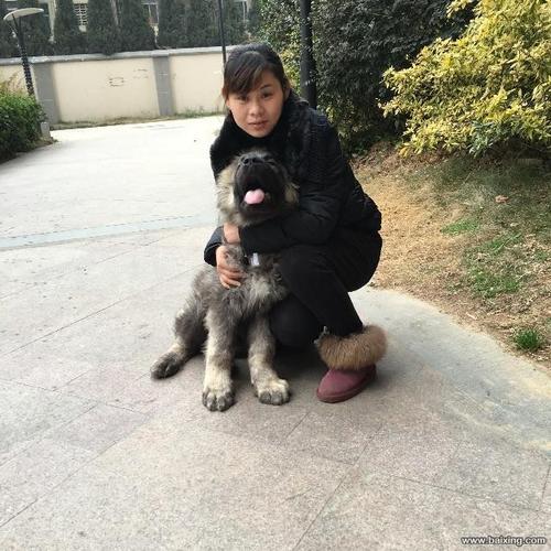 合肥有收购小狗的吗 - 警犬训练器材厂家 _警犬训练用品_工作犬训练用品-南京开久警犬装备-警犬训练器材厂家 _警犬训练用品_工作犬训练用品-南京开久警犬装备