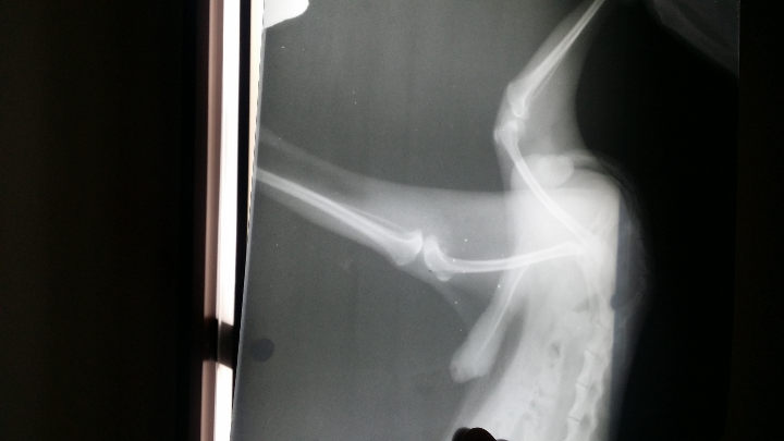 狗狗髌骨二期(狗狗髌骨问题) - 警犬训练器材厂家 _警犬训练用品_工作犬训练用品-南京开久警犬装备-警犬训练器材厂家 _警犬训练用品_工作犬训练用品-南京开久警犬装备